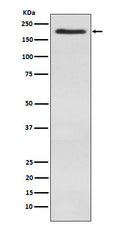 Western blot analysis of WSTF expression in SH-SY5Y cell lysate.