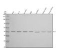 Anti-ILF2 Rabbit Monoclonal Antibody