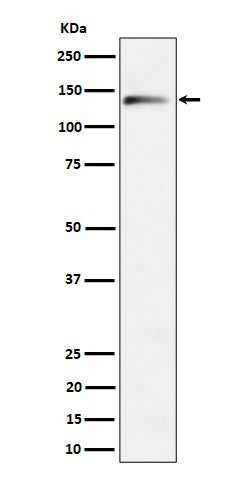 Western blot analysis of delta 2 Catenin expression in Mouse brain cell lysate.