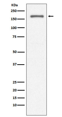 Western blot analysis of CD11a expression in Jurkat cell lysate.