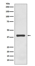 Western blot analysis of AMPK gamma 1 expression in HEK293 cell lysate.