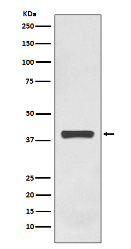 Western blot analysis of AMPK gamma 1 expression in HEK293 cell lysate.