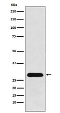 Western blot analysis of PGAM1 expression in A431 cell lysate.