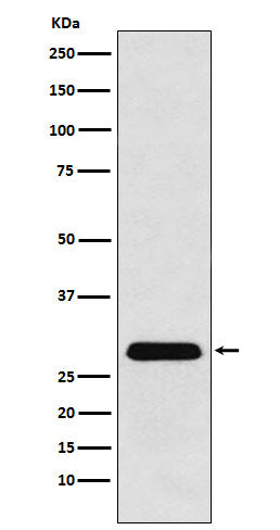 Western blot analysis of PGAM1 expression in A431 cell lysate.