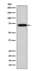 Western blot analysis of TRIM29 expression in JAR cell lysate.