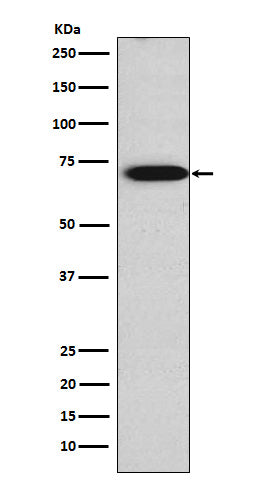 Western blot analysis of TRIM29 expression in JAR cell lysate.
