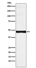 Western blot analysis of Interferon regulatory factor 9 expression in Jurkat cell lysate.