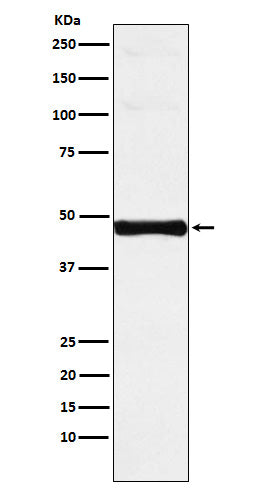 Western blot analysis of Interferon regulatory factor 9 expression in Jurkat cell lysate.
