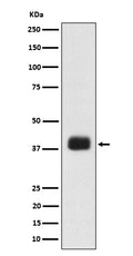 Western blot analysis of SR protein repeat expression in K562 cell lysate.