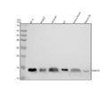 Anti-FKBP12 Rabbit Monoclonal Antibody
