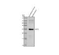 Anti-VEGFB Rabbit Monoclonal Antibody