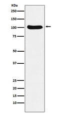 Western blot analysis of Cellular Apoptosis Susceptibility expression in Ramos cell lysate.