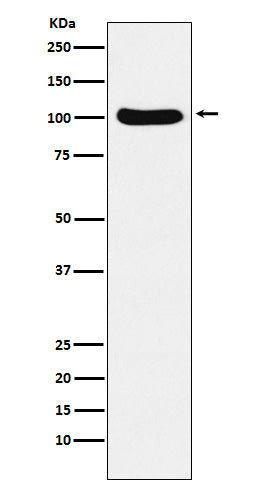 Western blot analysis of Cellular Apoptosis Susceptibility expression in Ramos cell lysate.