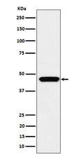 Western blot analysis of MK3 expression in Jurkat cell lysate.