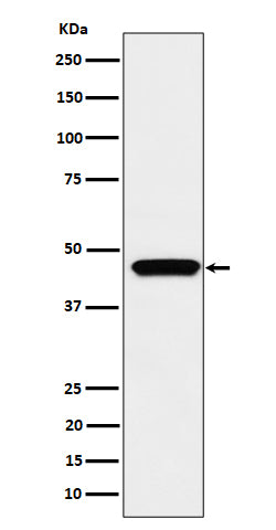 Western blot analysis of MK3 expression in Jurkat cell lysate.