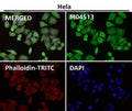 Immunofluorescent analysis using the Antibody at 1:50 dilution.