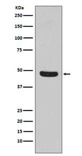 Western blot analysis of Flotillin 1 expression in HeLa cell lysate.