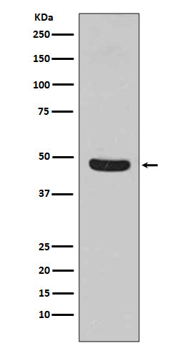 Western blot analysis of Flotillin 1 expression in HeLa cell lysate.