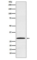 Western blot analysis of Cdx1 expression in Caco-2 cell lysate.