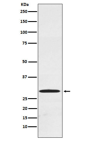 Western blot analysis of Cdx1 expression in Caco-2 cell lysate.