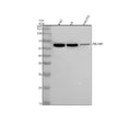 Anti-TBLR1 Rabbit Monoclonal Antibody