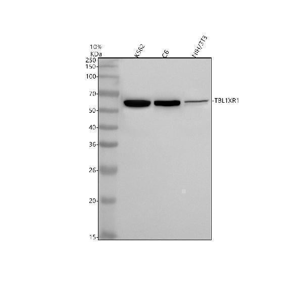 Anti-TBLR1 Rabbit Monoclonal Antibody