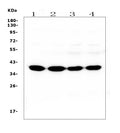 Anti-SYP/Synaptophysin Antibody Picoband® (monoclonal, 3G12)