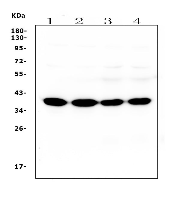Anti-SYP/Synaptophysin Antibody Picoband® (monoclonal, 3G12)