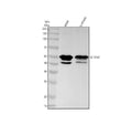 Anti-IL13 receptor alpha 1 Rabbit Monoclonal Antibody