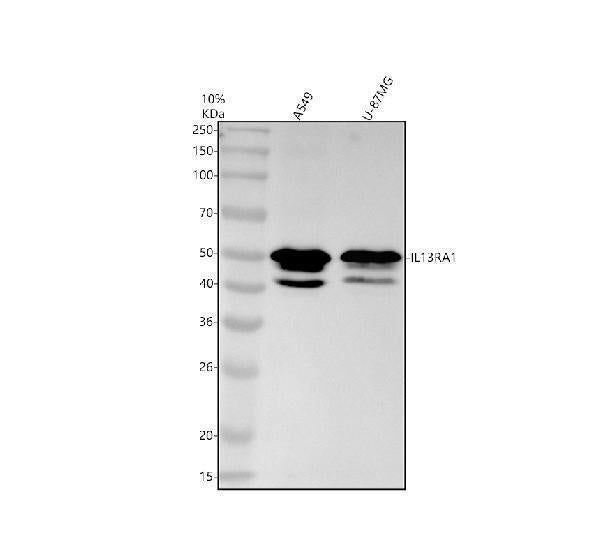 Anti-IL13 receptor alpha 1 Rabbit Monoclonal Antibody
