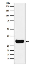 Western blot analysis of Gemin 2 expression in HepG2 cell lysate.