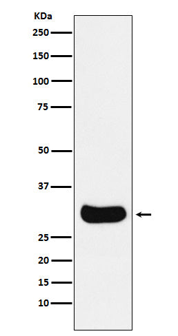 Western blot analysis of Gemin 2 expression in HepG2 cell lysate.