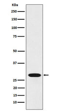 Western blot analysis of RCHY1 expression in 293 cell lysate.