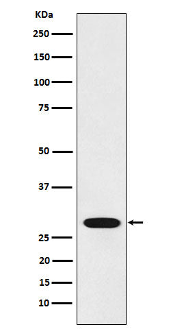 Western blot analysis of RCHY1 expression in 293 cell lysate.
