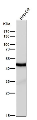 All lanes use the Antibody at 1:3K dilution for 1 hour at room temperature.