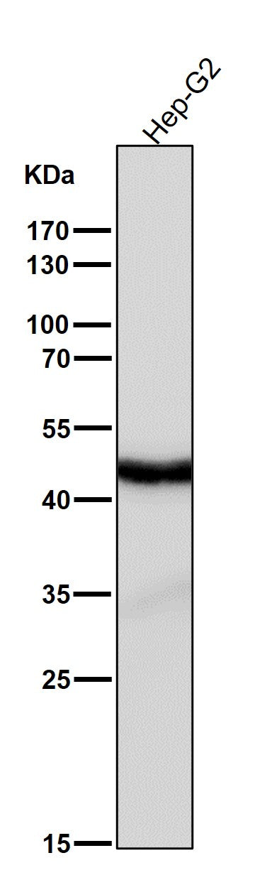 All lanes use the Antibody at 1:3K dilution for 1 hour at room temperature.