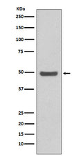 Western blot analysis of Cyclin E2 expression in HeLa cell lysate.