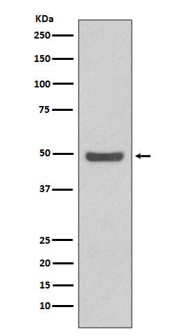 Western blot analysis of Cyclin E2 expression in HeLa cell lysate.