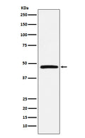 Western blot analysis of DARC expression in Human fetal liver lysate.