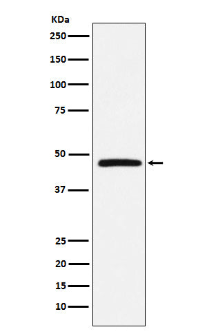 Western blot analysis of DARC expression in Human fetal liver lysate.