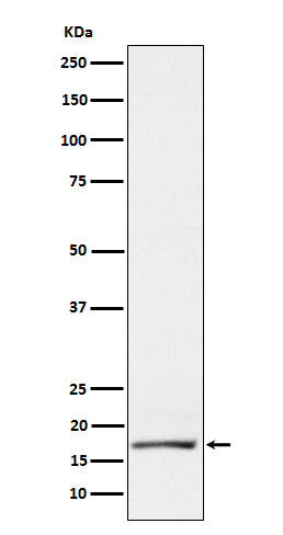 Western blot analysis of GCDFP 15 expression in T47D cell lysate.