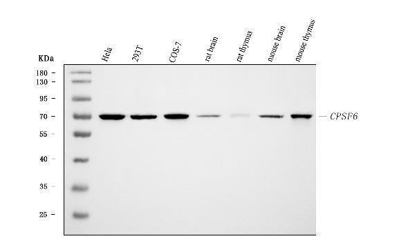 Anti-CPSF6 Antibody Picoband® (monoclonal, 3F11E1)