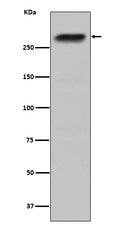Western blot analysis of CENPE expression in HepG2 cell lysate.