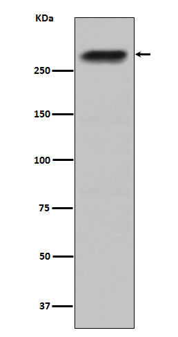 Western blot analysis of CENPE expression in HepG2 cell lysate.