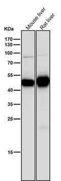 All lanes use the Antibody at 1:8K dilution for 1 hour at room temperature.