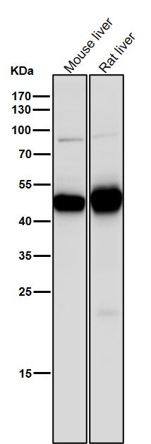 All lanes use the Antibody at 1:8K dilution for 1 hour at room temperature.
