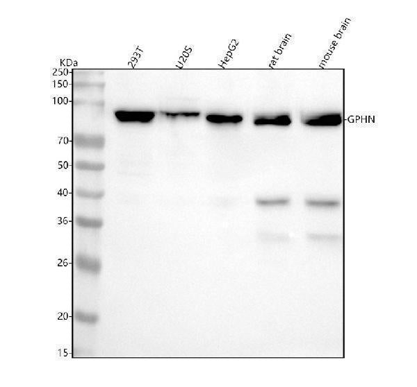 Anti-Gephyrin Rabbit Monoclonal Antibody