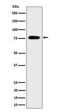 Western blot analysis of CRTC3 expression in 293 cell lysate.