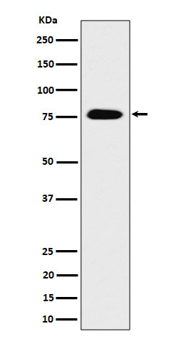 Western blot analysis of CRTC3 expression in 293 cell lysate.