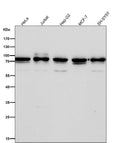 All lanes use the Antibody at 1:4K dilution for 1 hour at room temperature.
